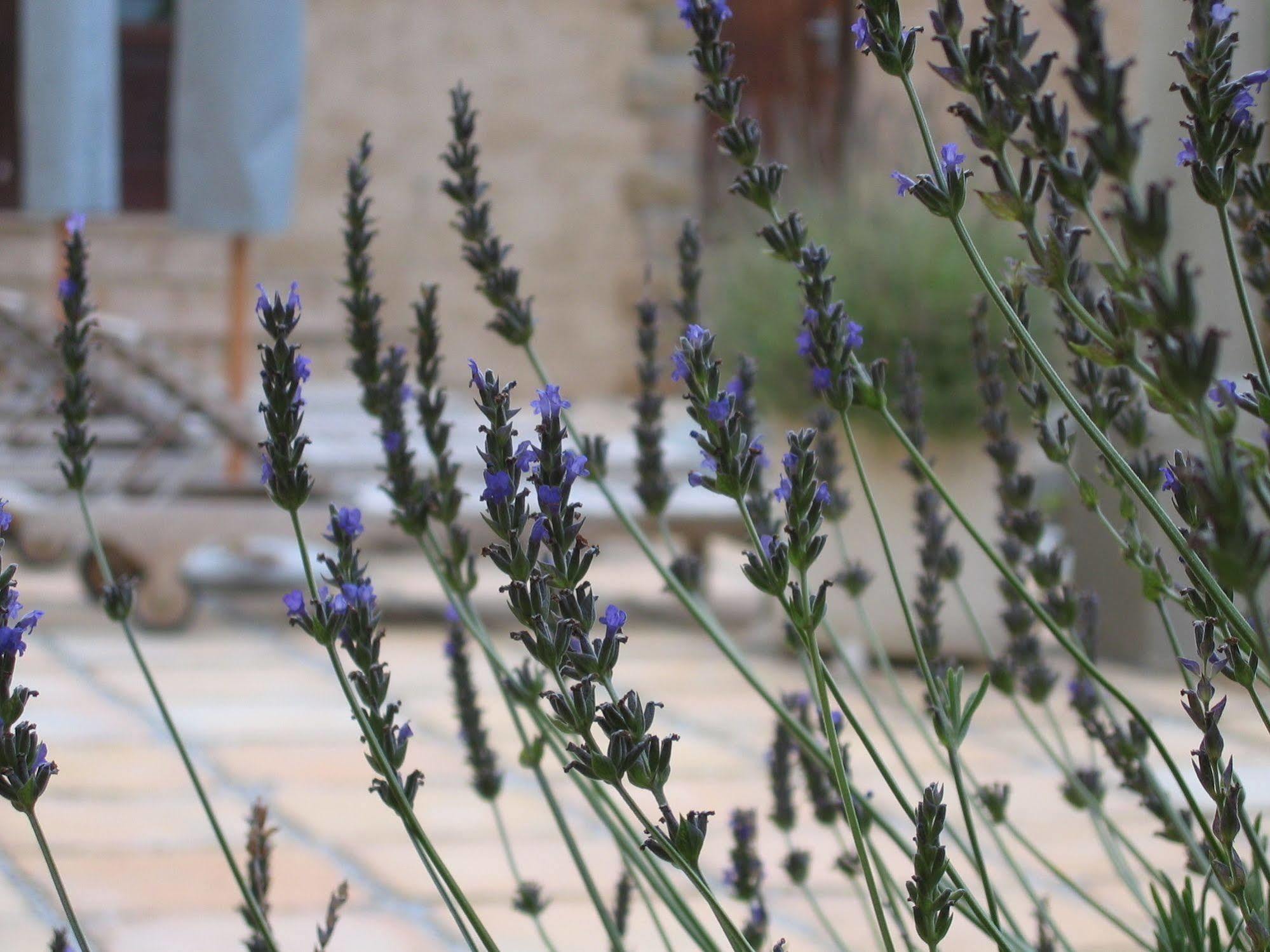 Auberge Provence Hermanus Εξωτερικό φωτογραφία